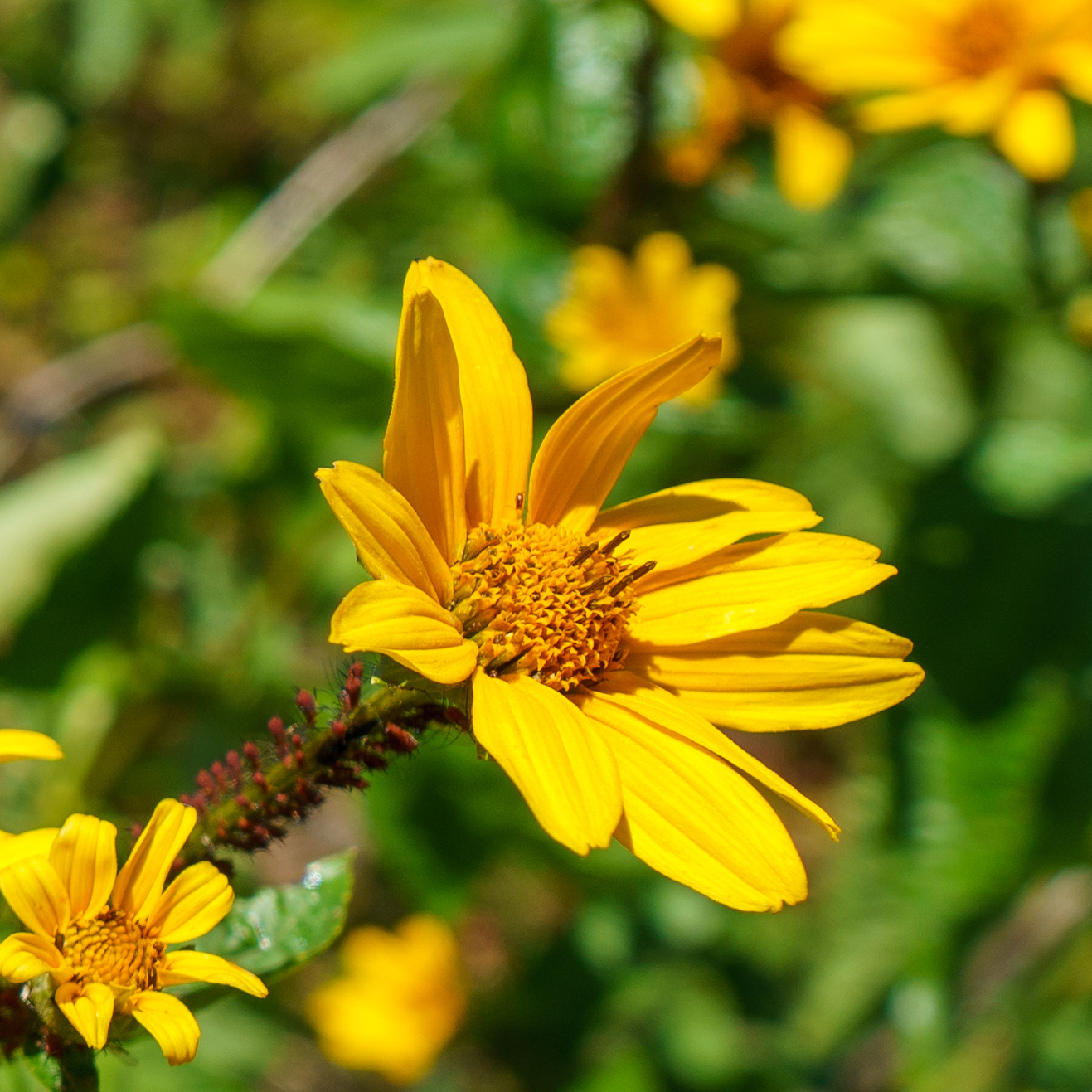 yellow flower